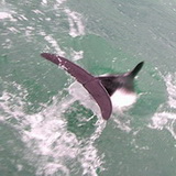 Rawson - Dolphin